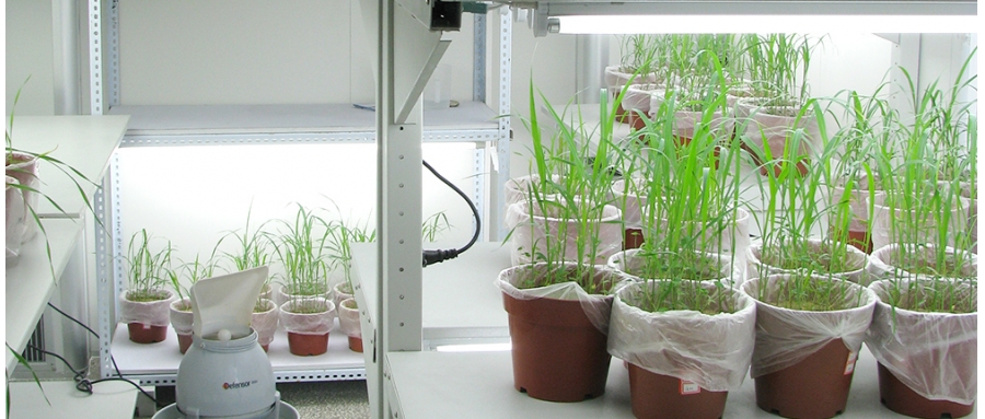 玉米/小麥生長室